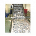Jalur produksi ikan kalengan untuk sarden ikan tenggiri